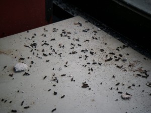 シロアリの羽蟻とコウモリが同時飛来 岐阜県岐阜市