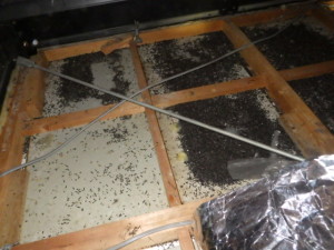 神奈川県相模原市のコウモリ被害