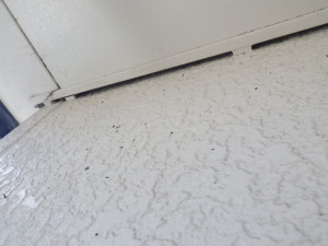外壁にコウモリの糞発見　滋賀県米原市
